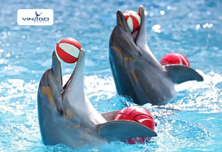 Da Nang Dolphinarium Show Tickets 2026 | Book Online - Ảnh 4